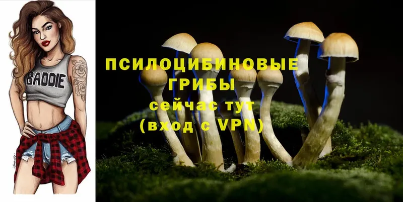 купить наркоту  Майский  Псилоцибиновые грибы Cubensis 